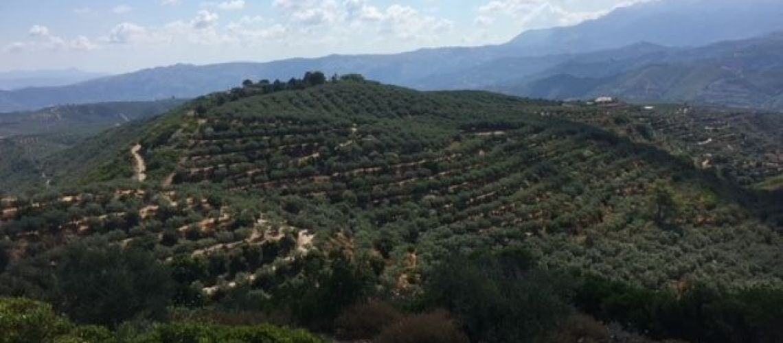 πωλείται αγροτεμάχιο με ελαιόδεντρα Χανιά Σούγια plot of land with olive trees for sale Chania Φθηνα αγροτεμαχια χανια εικόνα ακινήτου