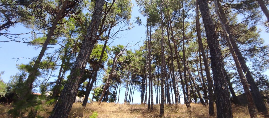 Πωλείται οικόπεδο Μυρτιά Ηράκλειο Κρήτης For sale plot Mirtia Heraklion Crete εικόνα ακινήτου