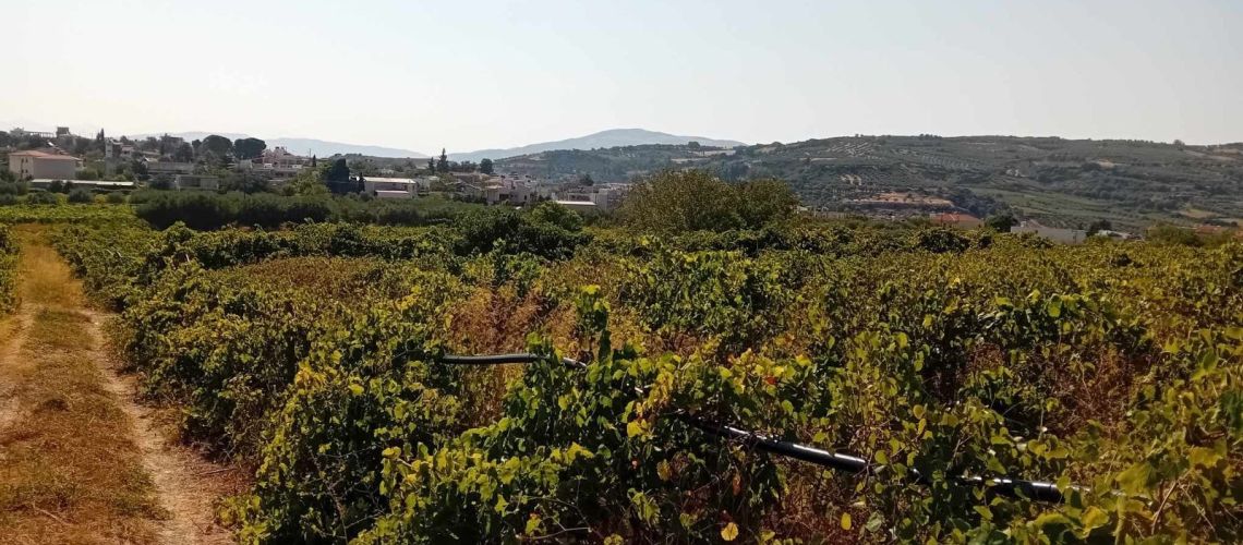 Πωλείται οικόπεδο με τεράστια πρόσοψη και ωραία θέα Βενεράτο Ηρακλείου Μοιρών A plot of land for sale with a huge facade and a nice view Venerato Heraklion Miron εικόνα ακινήτου