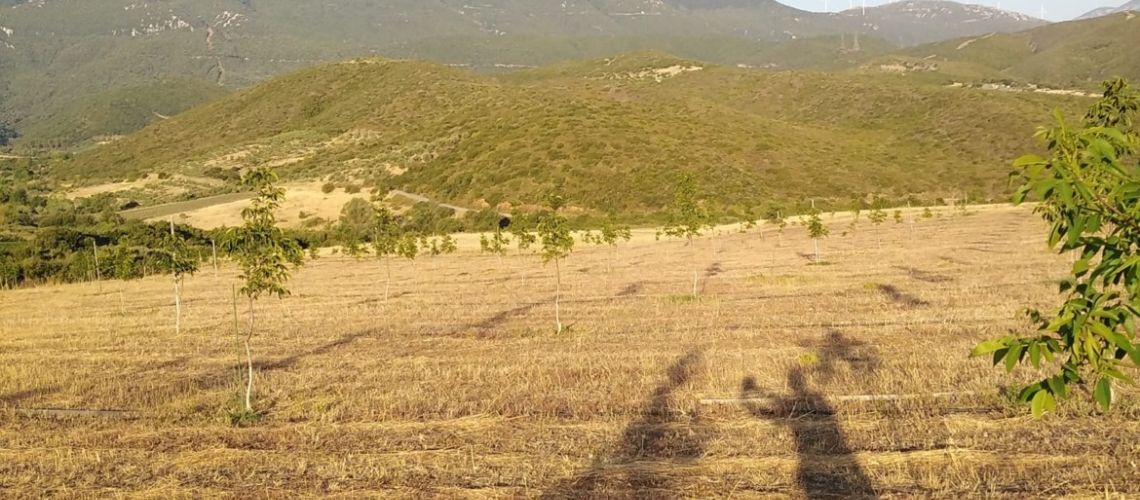Πωλείται καλλιέργεια καρυδιάς 21.000τ.μ. στην Βοιωτία Walnut plantation for sale 21,000 sq.m. in Bιotia εικόνα ακινήτου