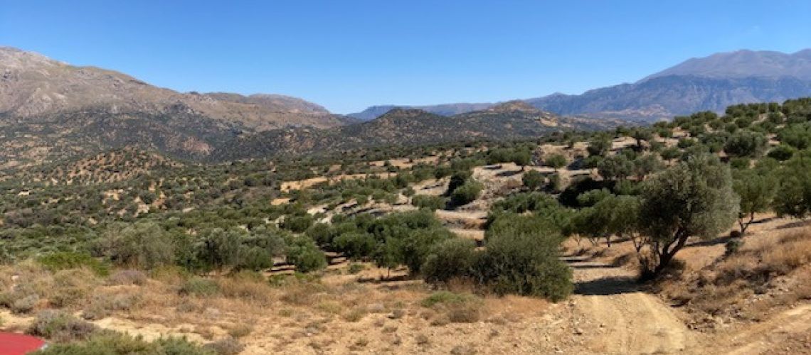 Αγροτεμάχιο Αγία Γαλήνη 60.000τ.μ. με ελαιόδενδρα - Saint Galini a 60-acre plot with 500 olive trees εικόνα ακινήτου