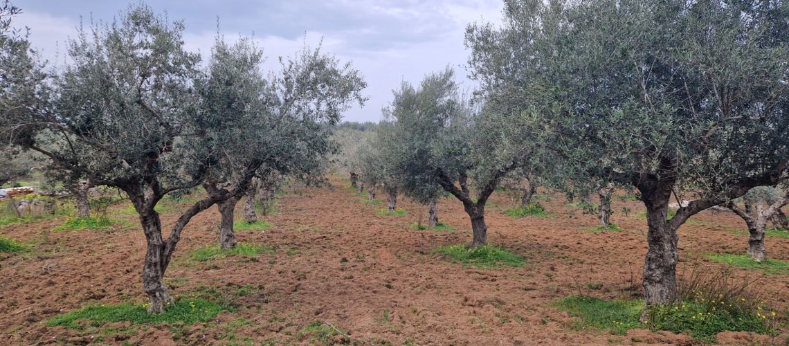 Πωλείται ελαιοπερίβολο 8500 τετραγωνικών μέτρων στη Μεσσήνη Olive grove 8500 square meters for sale at Messini εικόνα ακινήτου