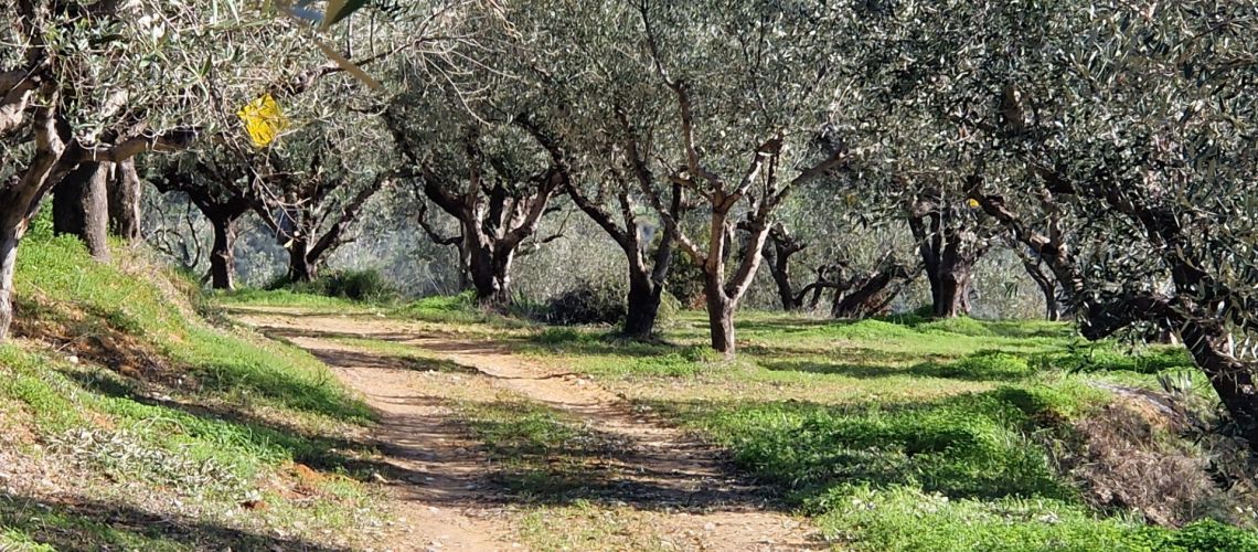Πωλείται ελαιοπερίβολο βιολογικής καλλιέργειας στο Αβραμιού Μεσσήνης 19000 τετραγωνικών μέτρων Organic olive grove for sale in Avramiou, Messinia, 19000 square meters εικόνα ακινήτου