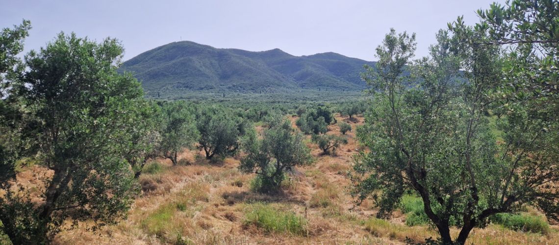 Πωλείται αγροτεμάχιο 16800τμ, με 300 ελαιόδεντρα Παππούλια Πύλος Μεσσηνία For sale 16800sqm plot of land, with 300 olive trees, Pappoulia, Pylos, Messinia εικόνα ακινήτου