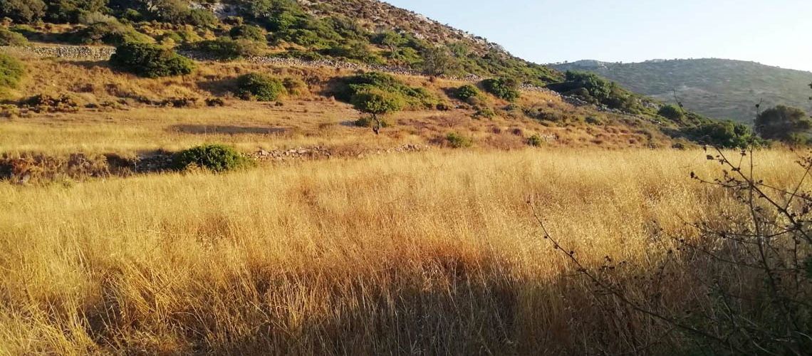 Πωλούνται δύο οικοδομήσιμα οικόπεδα Αλώνι Αγαθονησίου For sale two buildable plots In Aloni, Agathonisi εικόνα ακινήτου