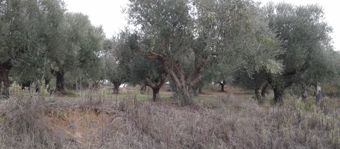 εικόνα ακινήτου