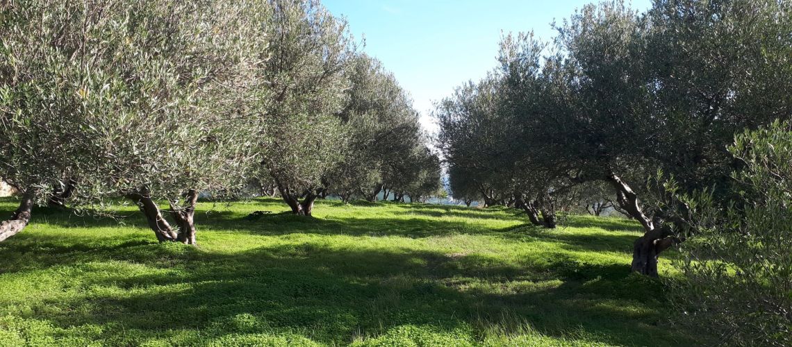 οικόπεδο Πετροκέφαλο Ηράκλειο Κρήτη plot Petrokefalo Heraklion Crete εικόνα ακινήτου