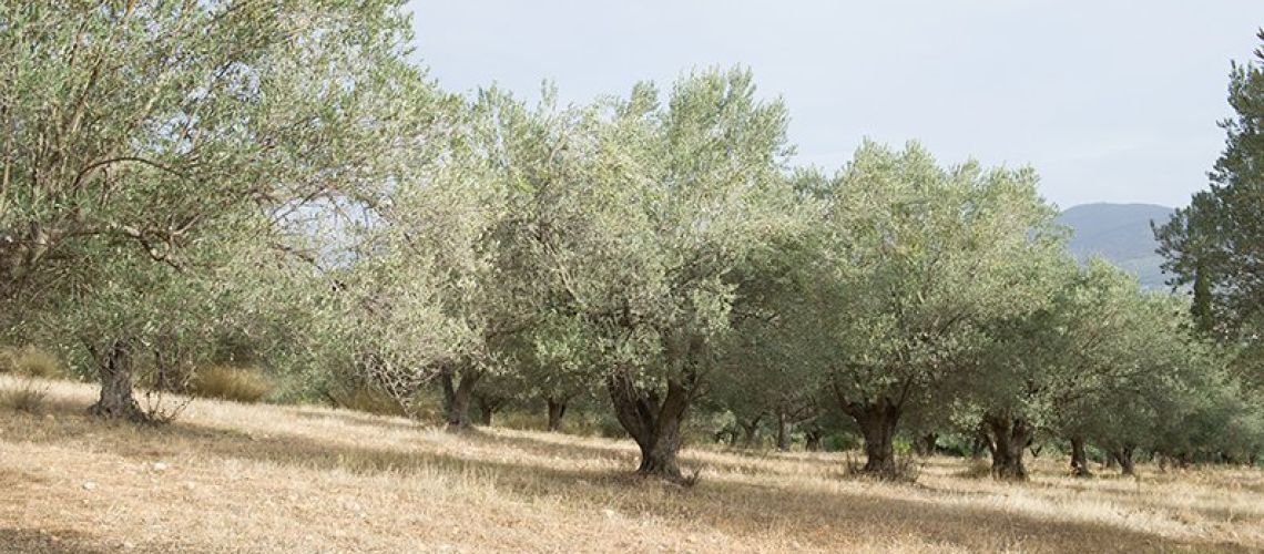 εικόνα ακινήτου