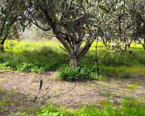φωτογραφία ακινήτου