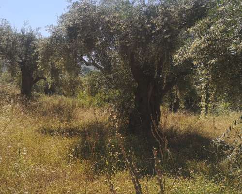 φωτογραφία ακινήτου