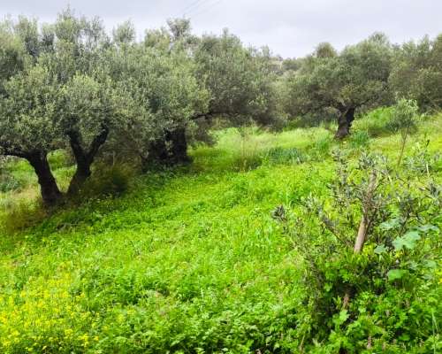 φωτογραφία ακινήτου