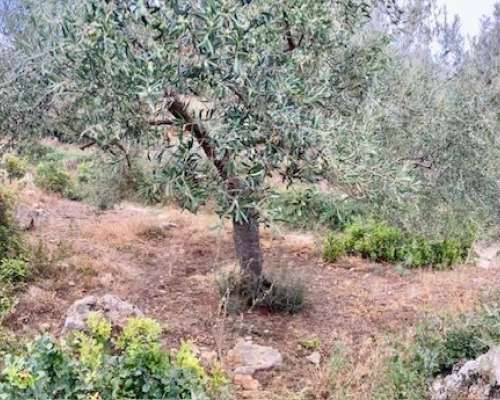 φωτογραφία ακινήτου