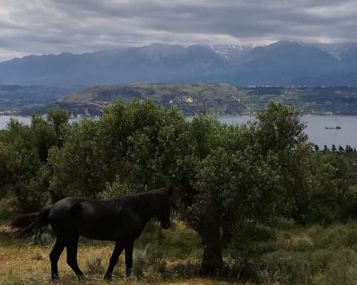φωτογραφία ακινήτου